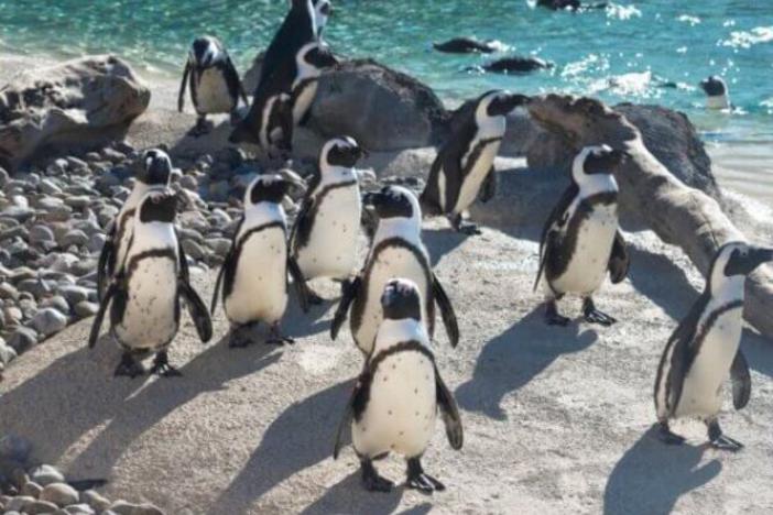 Mr. Greedy, the penguin with the most spots on his belly, is pictured at far left.