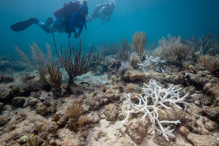 Divers with the Coral Restoration Foundation swim over bleached staghorn outplants at Horseshoe Reef in the Florida Keys in August 3, 2023. A year after the worst bleaching event ever recorded, the coral reefs off the Florida coast are slowly recovering.