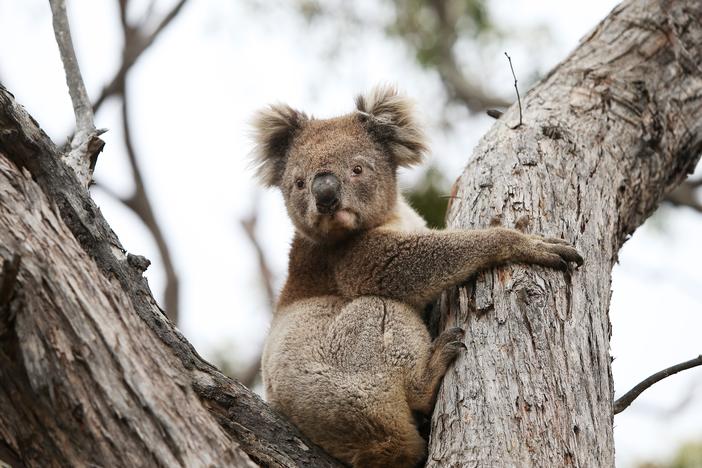 Koalas are among the many species distinct to the Australian continent.