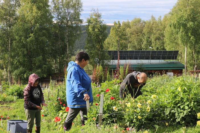 Cousins Viva Johnson (left) and Bernadette Pete harvest celery with instructor Leonardo Sugteng’aq Wassilie at Calypso Farm and Ecology Center, just outside Fairbanks, Alaska. Johnson and Pete can’t always get fresh produce in their village of Alakanuk, near the Bering Sea. In August, they participated in an Indigenous-led farmer training program at the farm.<br>