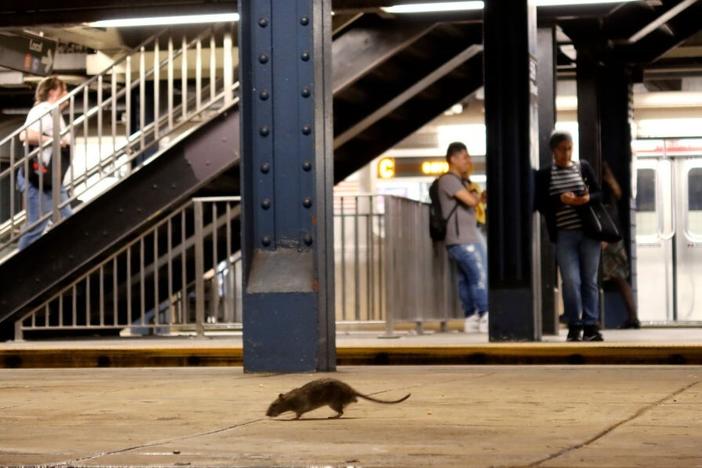 Rats and people have long coexisted. Now research may find out a lot more about them