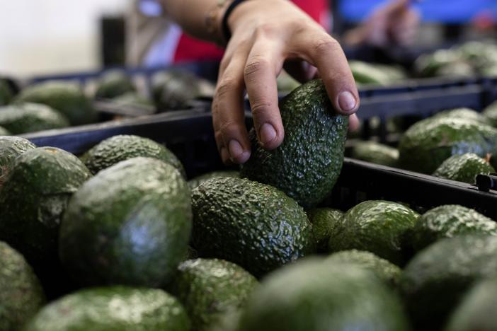 A worker packs avocados at a plant in Uruapan, Michoacan state, Mexico, Feb. 9, 2024.