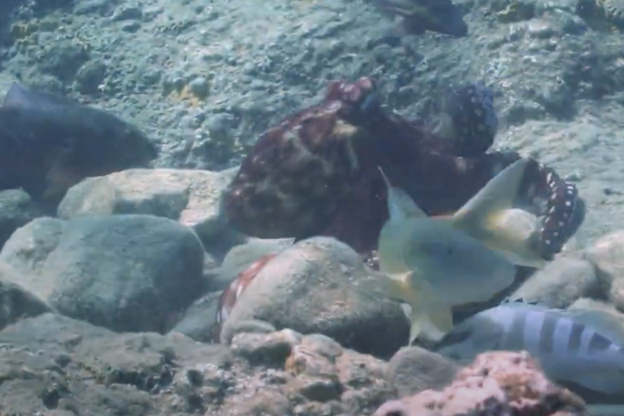 Octopuses and fish hunt in groups, and octopuses have been observed striking fish who try to freeload.