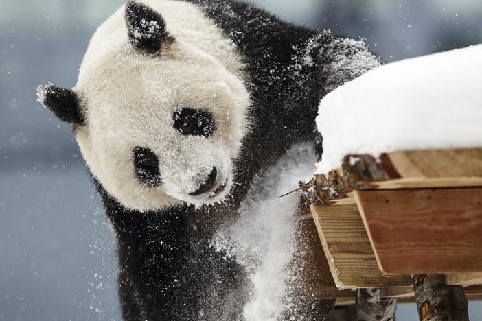 Female panda Jin Bao Bao, named Lumi in Finnish, plays in the snow on the opening day of the Snowpanda Resort in Ahtari Zoo, in Ahtari, Finland, Saturday Feb. 17, 2018.