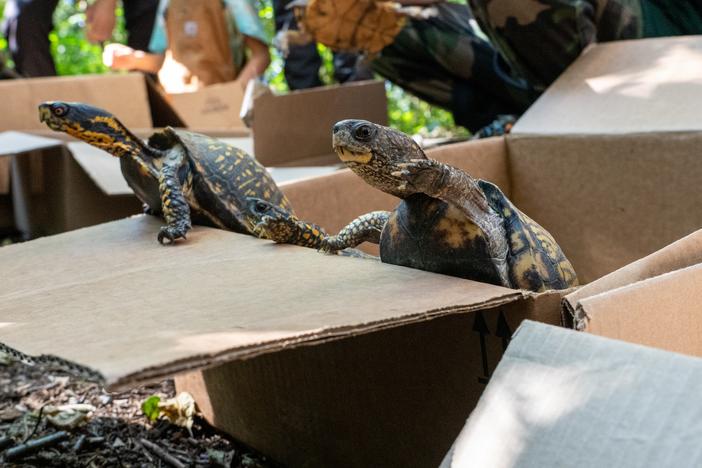  Turtles being released into the New Jersey woods.