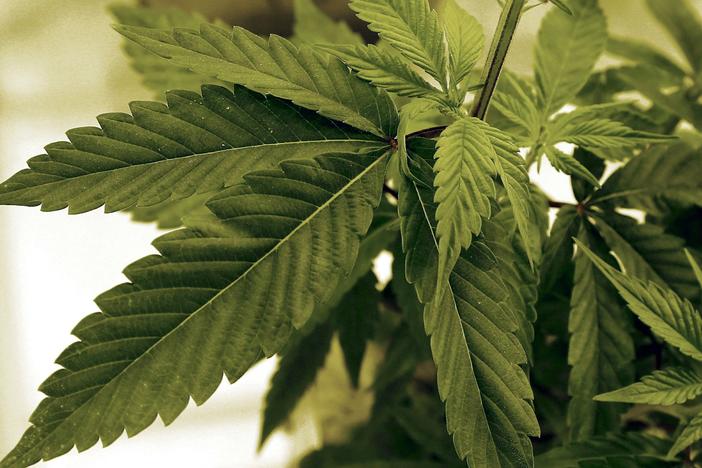 <em>A new report from scientific experts finds that the gap between federal and state regulations on cannabis is leading to emerging problems with public health</em>