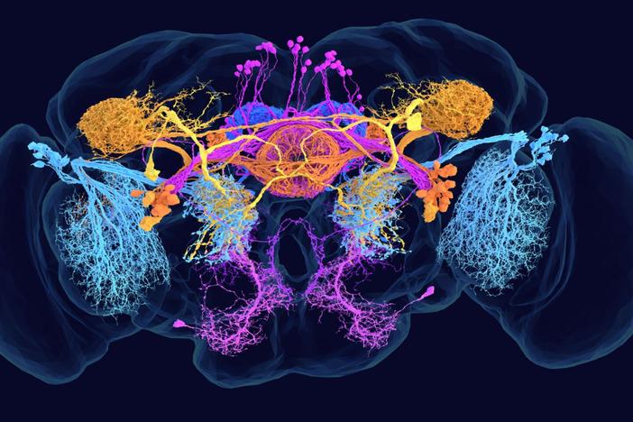 The fruit fly connectome contains a wide range of information, from cell types and synapses to neurotransmitters and network properties. Here, cells are color-coded by their defining chemical messenger. <br>