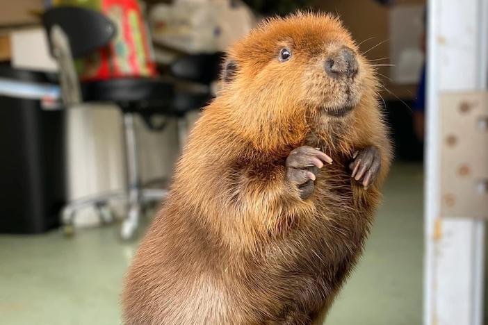 Nibi, shown above, was found on the side of a road when she was just a baby. Efforts to familiarize her with other beavers were not successful and she preferred to be near humans, according to Newhouse Wildlife Rescue.