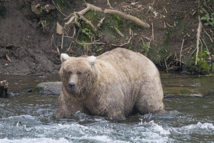 In this photo provided by the National Park Service is Grazer, the winner of the 2023 Fat Bear Contest, at Katmai National Park in Alaska on Sept. 14, 2023.