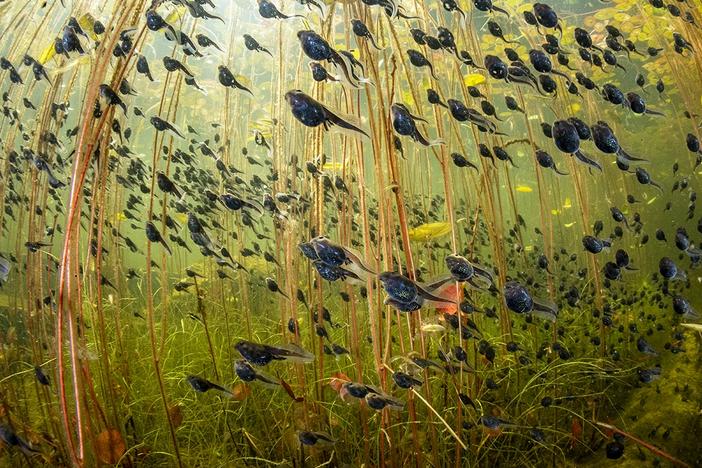 <strong>Winner, The Bigger Picture, Wetlands:</strong> <em>The Swarm of Life</em> by Shane Gross, Canada. Western toad (Anaxyrus boreas) tadpoles swim among lily pads in a lake on Vancouver Island, British Columbia.