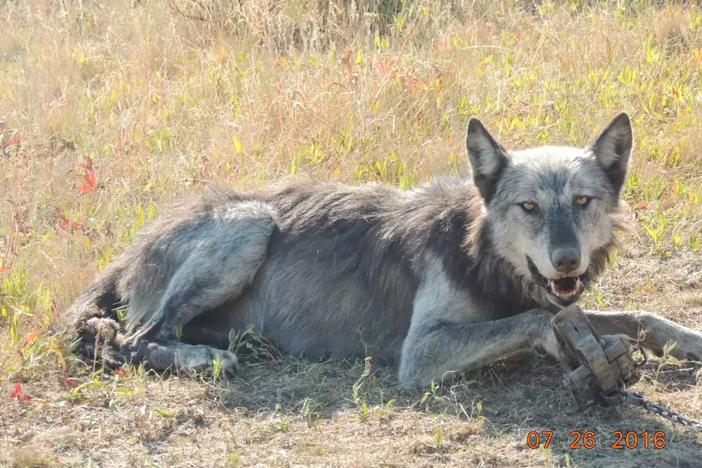 Wildlife Services kills hundreds of thousands of noninvasive animals a year. This photo, obtained from the USDA via the Freedom of Information Act, shows a gray wolf in a trap laid by a Wildlife Services employee.