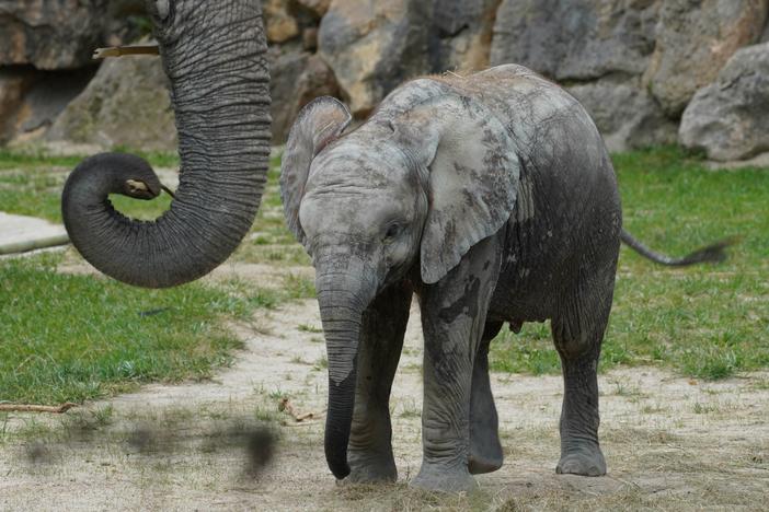 New research looks into how the wrinkles on an elephant's trunk helps it feed.