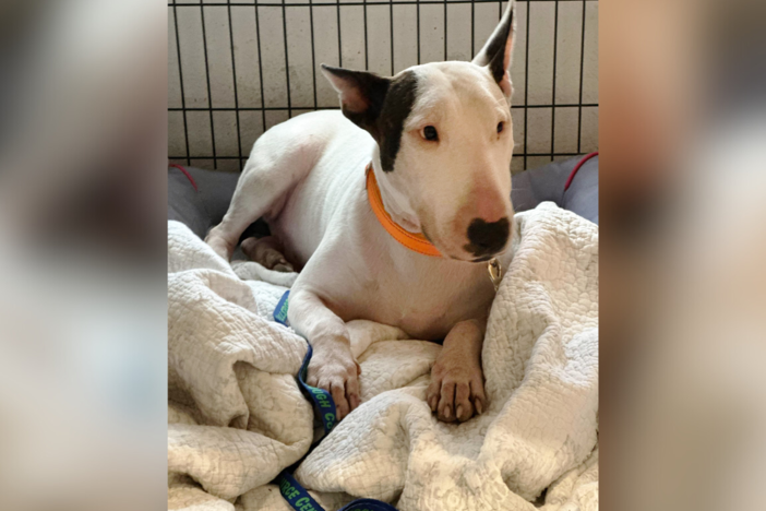 Trooper was found tied to a fence on the side of I-75 in Tampa.