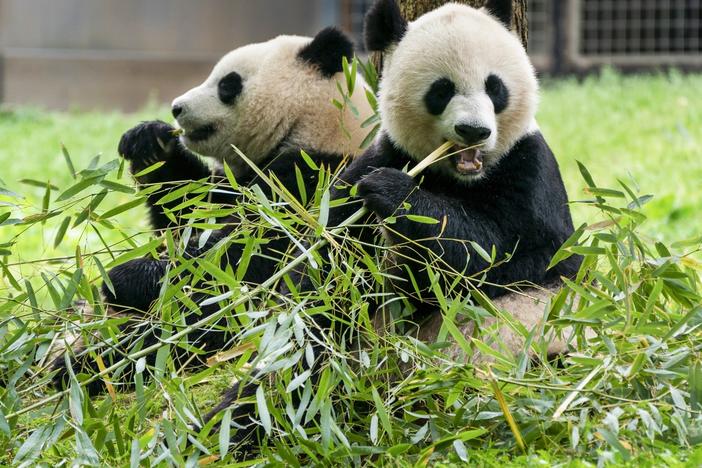 Giant pandas eat bamboo at the Smithsonian's National Zoo, May 4, 2022, in Washington, D.C.