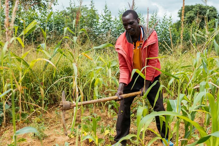 Stephen Nzioka works on his farm in Miu, Machakos County, Kenya. A changing climate took a toll on his harvests — until a weekly text message gave him insights into the week's weather and the best farming strategies.