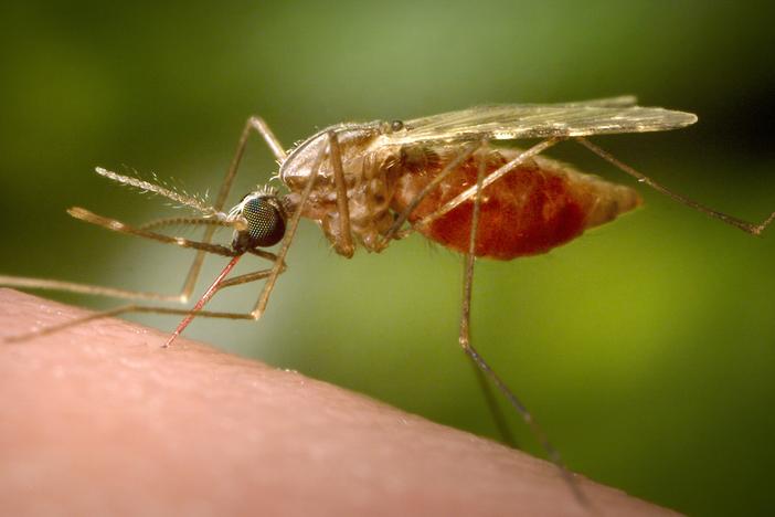This 2014 photo made available by the U.S. Centers for Disease Control and Prevention shows a feeding female Anopheles funestus mosquito.