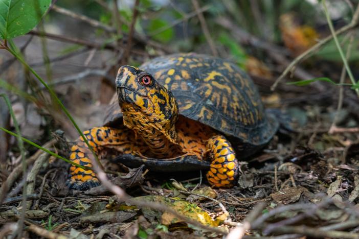 Box turtles are one of many species looked after by the Turtle Conservancy. The group cares for illegally trafficked turtles once they’re confiscated.