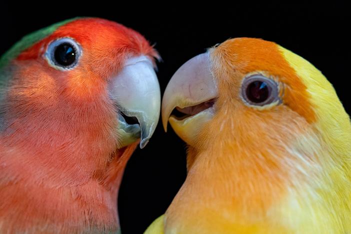 Rosy-faced lovebirds (<em>Agapornis roseicollis</em>) are small parrots that are common and colorful household pets. Parrots such as these use unique yellow and red pigments whose expression researchers now show can be modulated through the action of a single enzyme.<br>