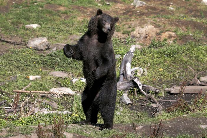 Toby, an orphaned four-year-old Alaskan coastal brown bear, stands and looks out over the compound at the Fortress of the Bear Center  in Sitka, Alaska, on Aug. 1, 2013.