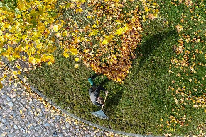 It's raking season! Above, a man tends to fallen leaves in Sieversdorf, Germany in 2017.