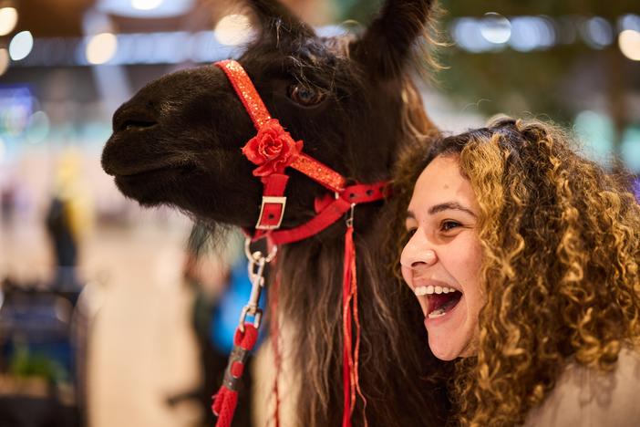 Beni the llama gets a hug and inspires a laugh from a traveler at Portland International Airport last week.