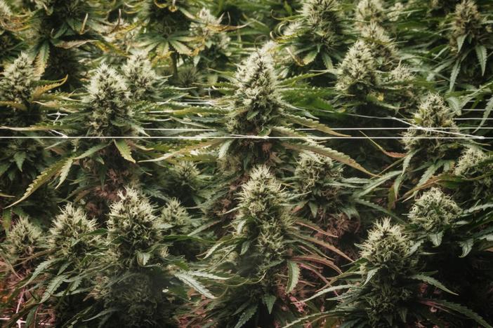 Cannabis, commonly known as marijuana, is displayed in a shop in Cherokee, N.C., on Nov. 2. On Election Day, legalizing the recreational use of cannabis is on the ballot in three states.