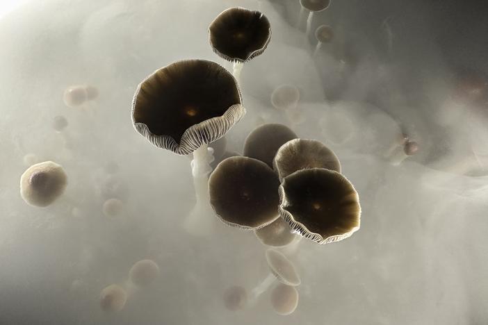 Psilocybin mushrooms stand ready for harvest in a humidified "fruiting chamber" in the basement of a private home on July 28, 2023 in Fairfield County, Conn.
