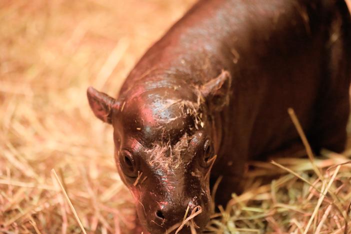 Baby Haggis, a pygmy hippo, was born to parents Otto and Gloria at Edinburgh Zoo on Oct. 30.