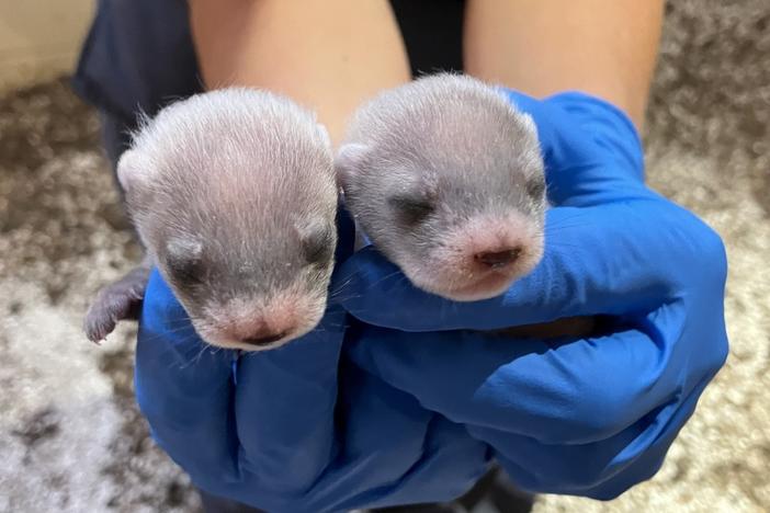 The baby black-footed ferrets at three weeks old, born to a mother cloned from genetic material collected in 1988.