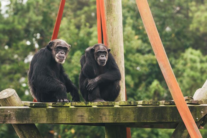 TJ, 35, and Nicole, 41, came to Chimp Haven from the Alamogordo Primate Facility in New Mexico 2018. Another group is expected to arrive from New Mexico in the coming months.