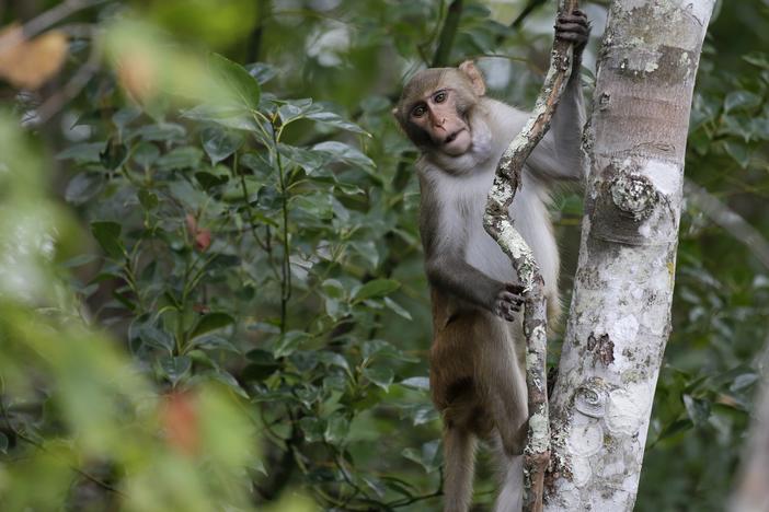 In this photo from November 2017, a rhesus macaques monkey observes kayakers as they navigate along the Silver River in Silver Springs, Fla.