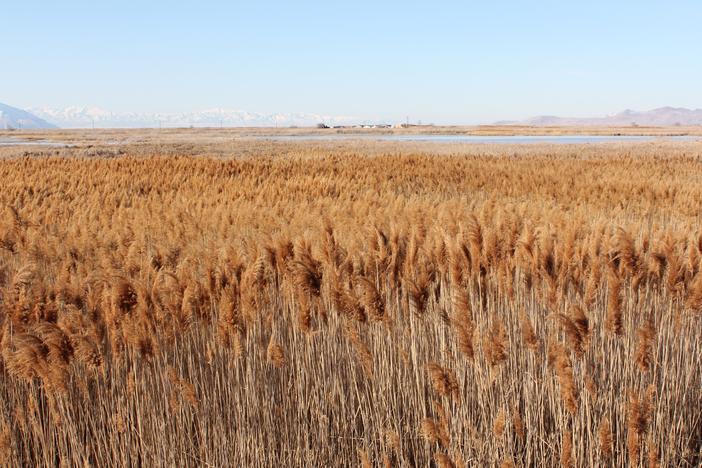 Phragmites in the Great Salt Lake wetlands.