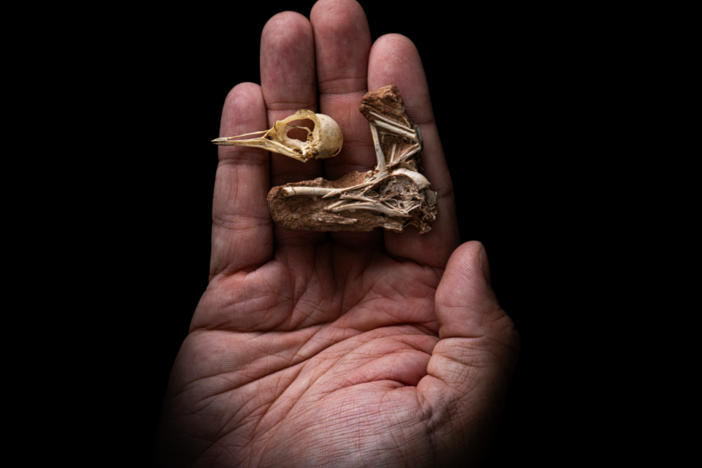 <em>Navaornis</em> in hand.