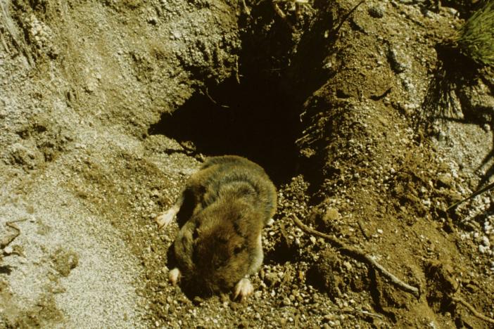 A pocket gopher is seen in its home on a meadow in the Butte Camp area on the southern side of Mount St. Helens in southwest Washington state. Gophers were taken to the northern side, which had been devastated by a volcanic eruption.