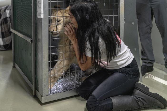 Maggie Shaarawi, vice president of Animals Lebanon, tries to calm Sara the lion cub in Beirut before the animal is transferred out of the country, on Thursday.
