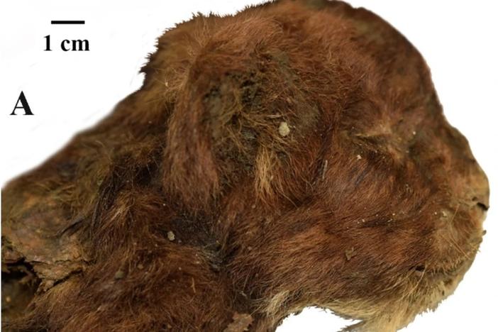 Scientists noted the kitten's unusual muzzle shape in their paper. The kitten had small ears and a large mouth opening.