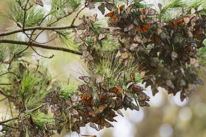 Butterflies sit on a pine tree at Monarch Grove Sanctuary in Pacific Grove, Calif. Researchers say that the population of western monarch butterflies is well below what it used to be.