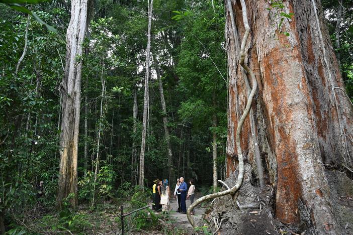 President Biden tours the Museu da Amazonia, a rainforest preserve in Manaus, Brazil, on Nov. 17, 2024, before heading to Rio de Janeiro for the G20 Summit.