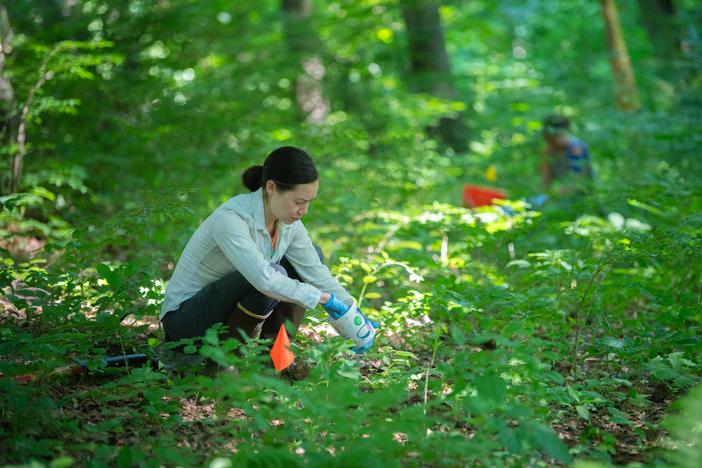 Dr. Erin McCullough collecting dung beetles in Massachusetts in July.