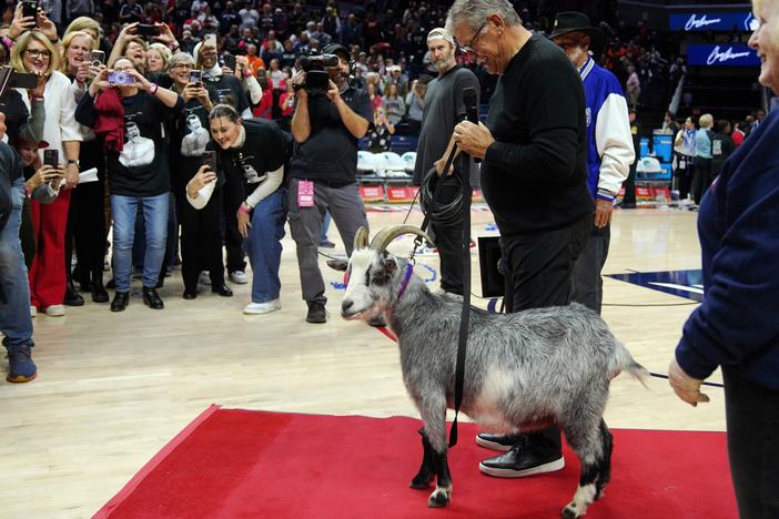 Connecticut Huskies head coach Geno Auriemma is presented with a goat after becoming the NCAA all-time basketball wins leader on Wednesday in Storrs, Conn.