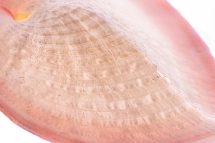 Scientists found that the little windows in the heart cockle shells stream more than twice as much useful sunlight into their interiors for their algal tenants than harmful UV radiation.