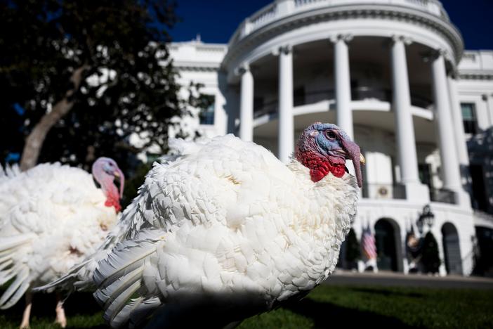 Peach and Blossom, the 2024 National Thanksgiving Turkeys, prior to receiving a pardon from President Biden, not pictured, on the South Lawn of the White House on Nov. 25. The National Thanksgiving Turkeys were raised in Minnesota.