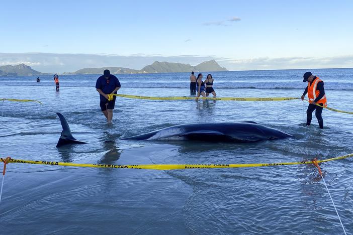 Rescuers rope off an area around a dead pilot whale that was stranded on Ruakākā Beach in northland, New Zealand on Sunday.