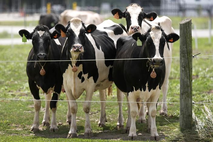 The bird flu outbreak has affected more than 650 dairy herds. Dozens of people have been infected from contact with infected cattle and poultry.