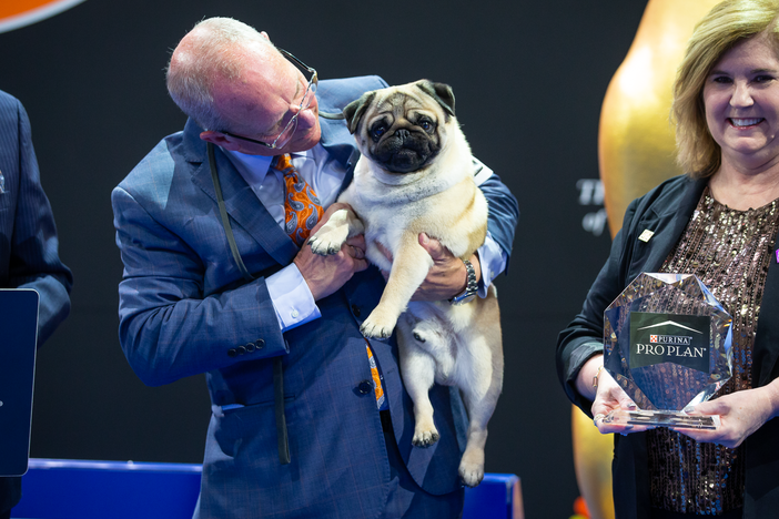 Vito the pug and handler Michael Scott are presented with Best in Show honors at the 2024 National Dog Show.