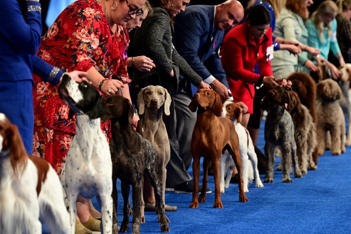 Handlers show their hounds during the National Dog Show in 2022 in Oaks, Pennsylvania.