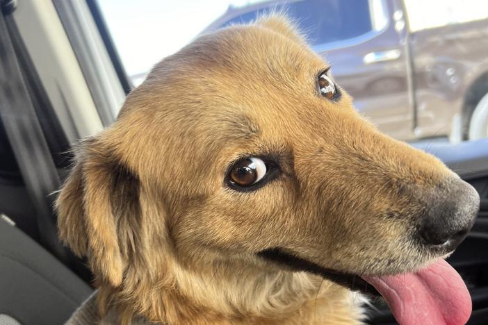This image released by the U.S. Coast Guard, shows Connie the container dog, which was found trapped inside a shipping container on  Jan. 31, 2024.