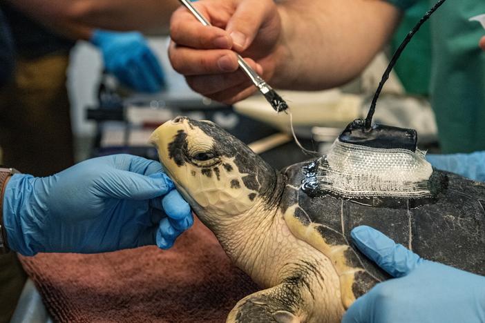 New England Aquarium biologists and volunteers attach a Kemp's ridley sea turtle with a satellite tag at the Sea Turtle Hospital in the New England Aquarium's Animal Care Center in Quincy, Massachusetts, on July 10, 2024.