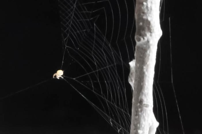 The ray spider is about the size of a grain of sand, yet it weaves a web with a twist to help it catch its prey.