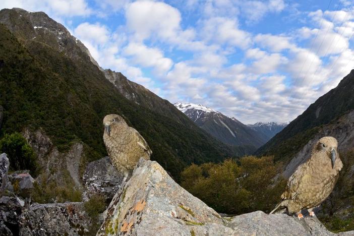 Two Kea birds, Arthurs Pass South Island New Zealand.  The species is listed as threatened in that country and climate change is among the reasons their numbers are in danger.